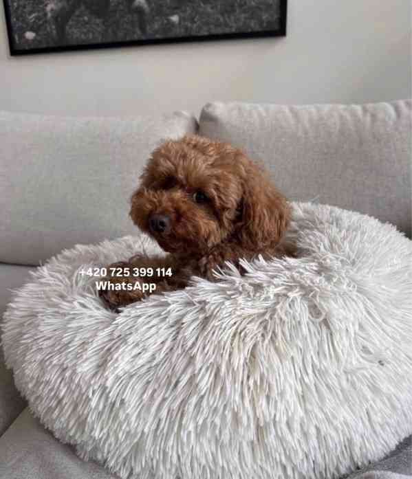 Toy poodle toy pudl male / boy 500€ - foto 1