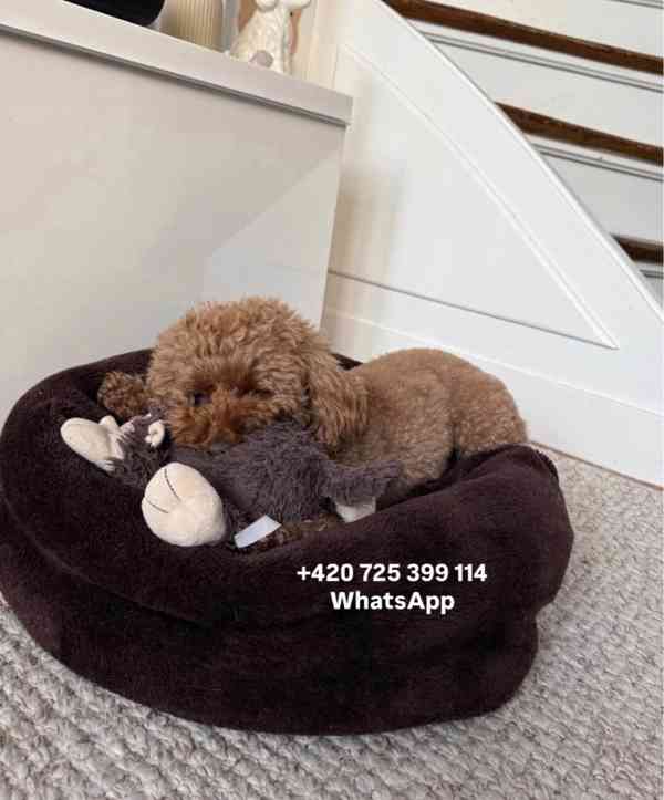 Toy poodle toy pudl male / boy 500€ - foto 4
