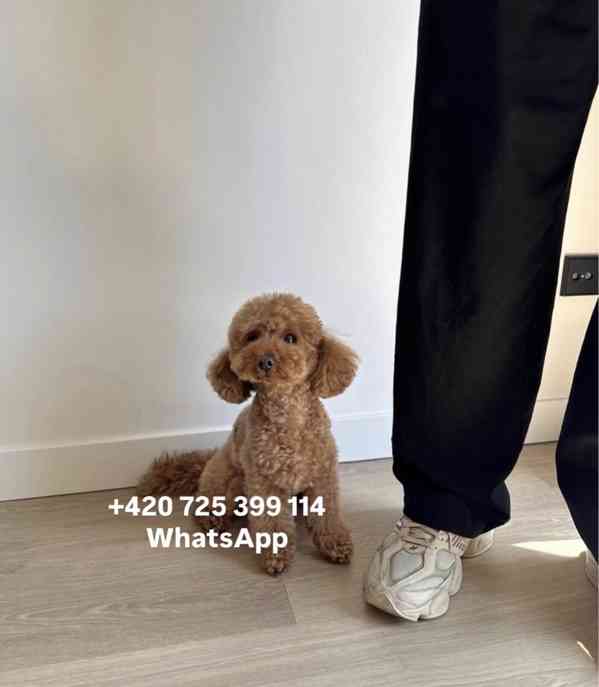 Toy poodle toy pudl male / boy 500€ - foto 5