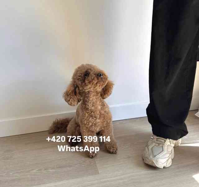 Toy poodle toy pudl male / boy 500€ - foto 3