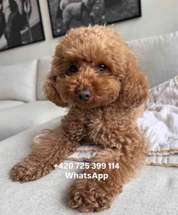 Toy poodle toy pudl male / boy 500€ - foto 2