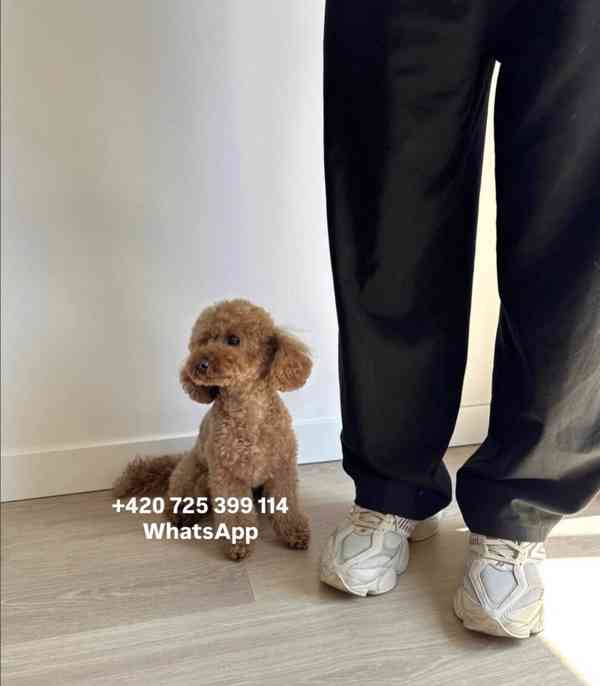 Toy poodle toy pudl male / boy 500€ - foto 6