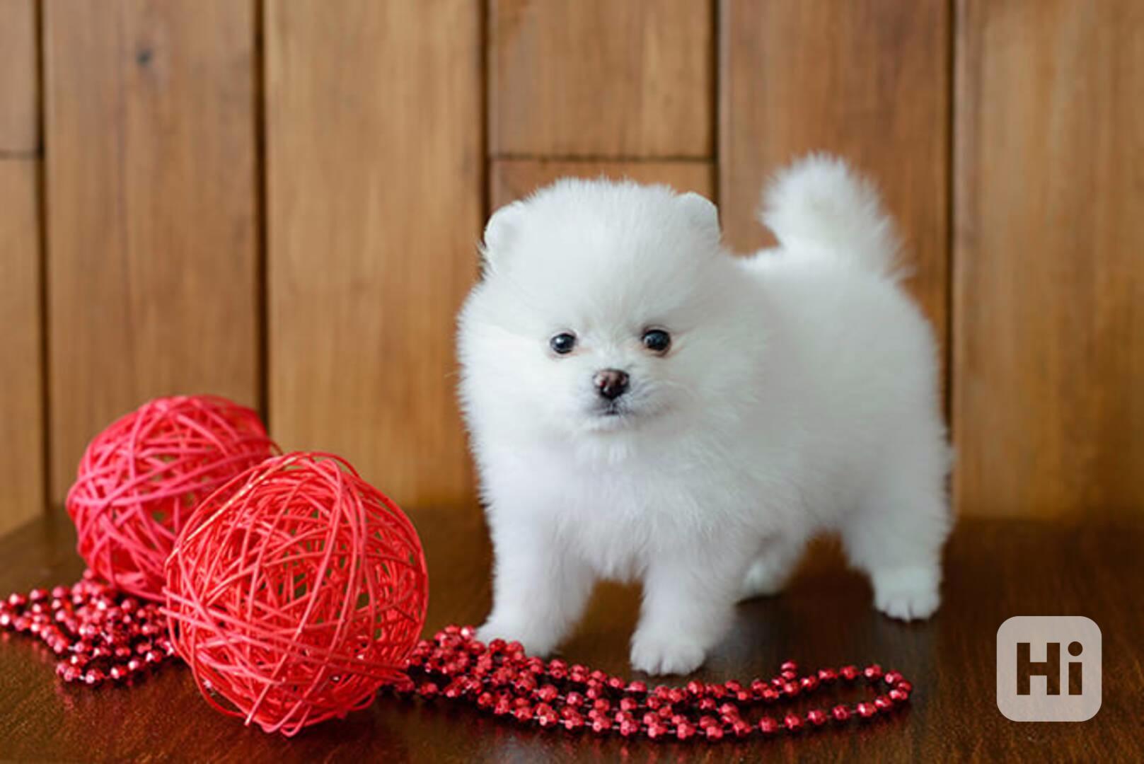 Německý špic Pomeranian  - foto 1