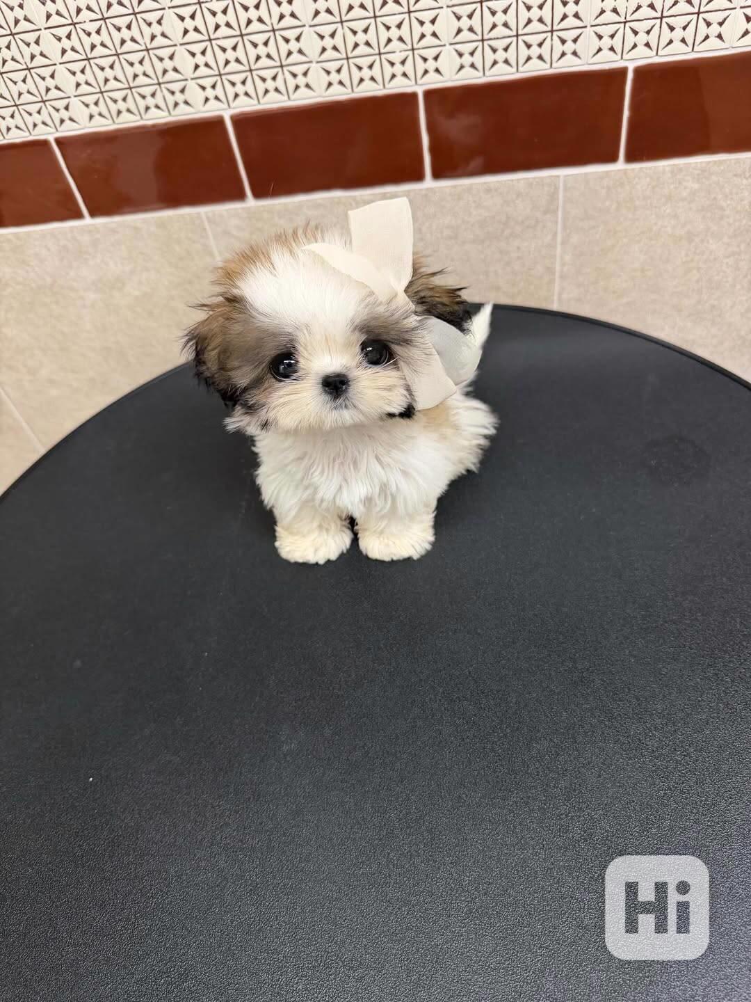 Máme rozkošná štěňata jorkšírského teriéra, která hledají mi - foto 1