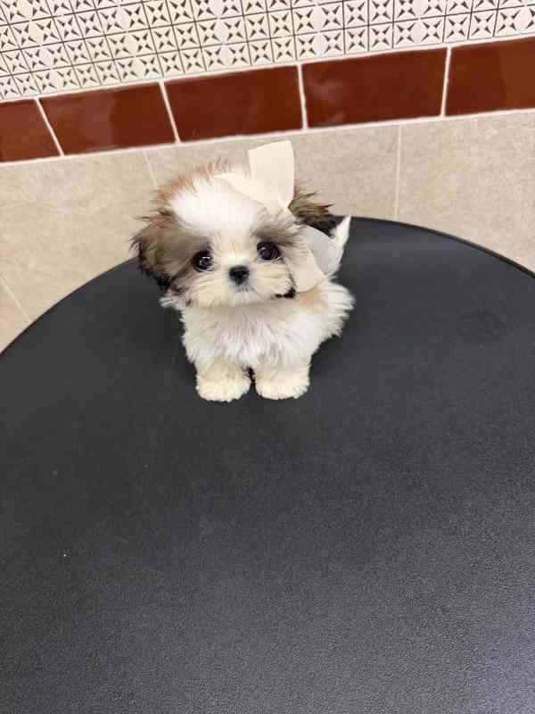 Máme rozkošná štěňata jorkšírského teriéra, která hledají mi