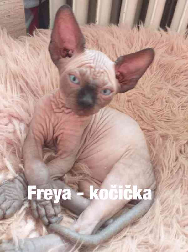 Obrázek k inzerátu: Sphynx bez PP