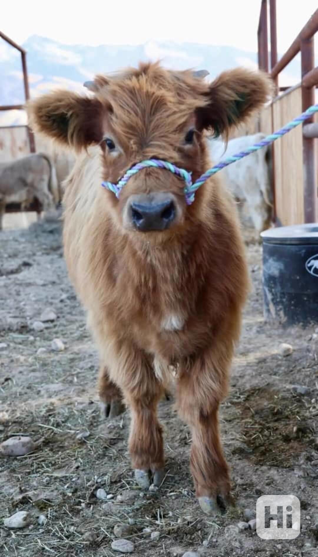 🐾 Mini skotské krávy - foto 1