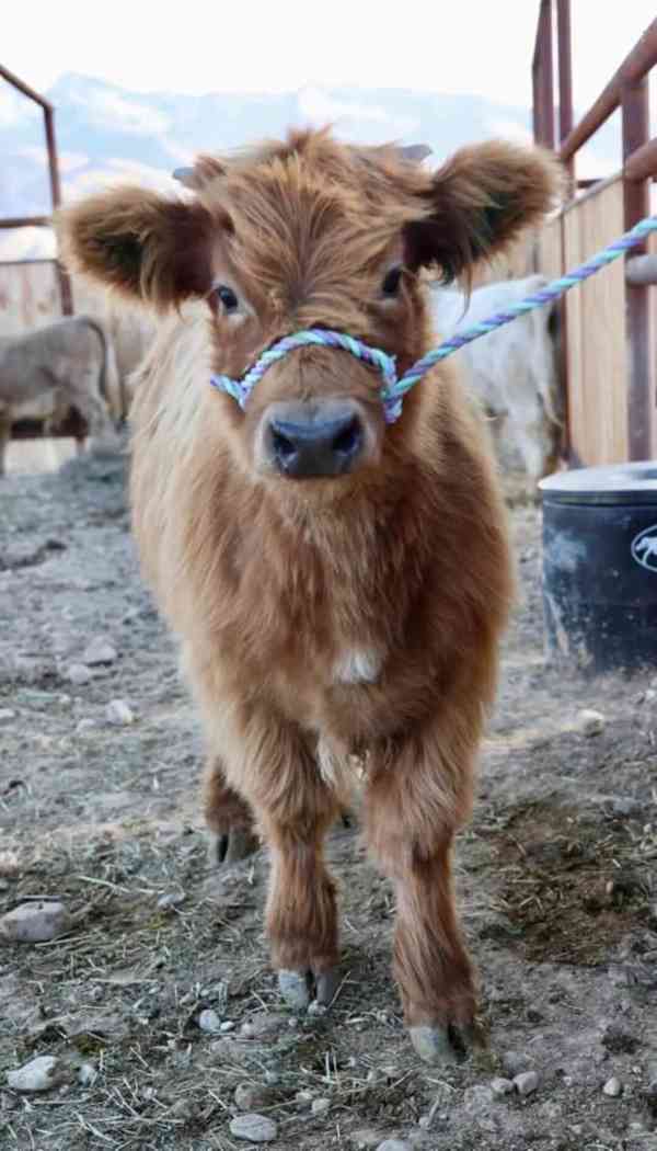 🐾 Mini skotské krávy