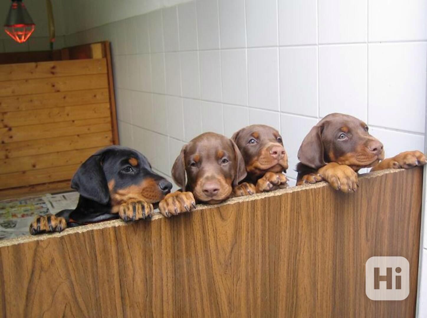 Kouzelná štěňata dobermana s pp   - foto 1