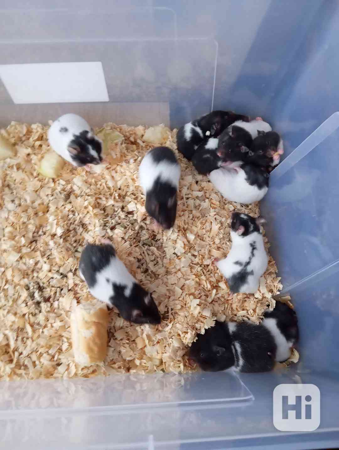 Křeček syrský  - foto 1