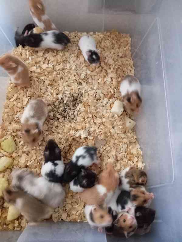 Křeček syrský  - foto 2