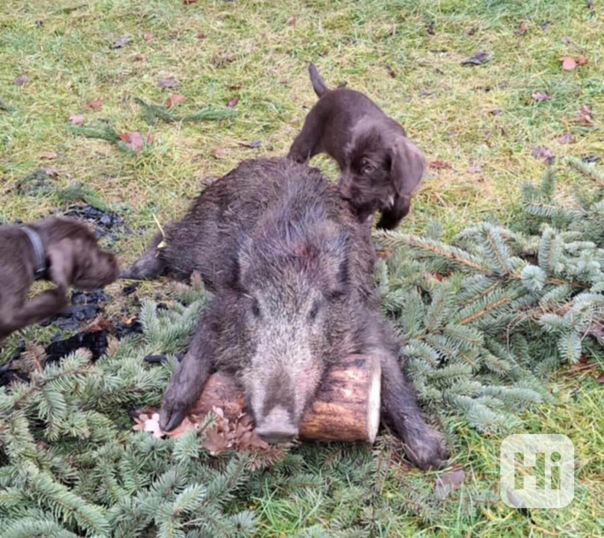 Pudlpointr s PP - FCI - foto 1