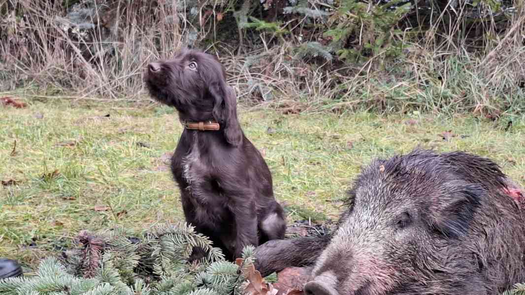 Pudlpointr s PP - FCI - foto 2