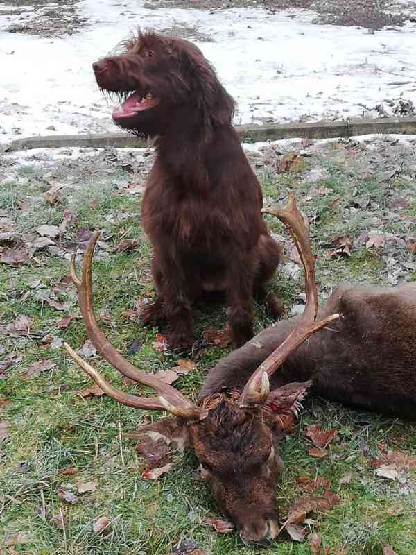 Pudlpointr s PP - FCI - foto 5