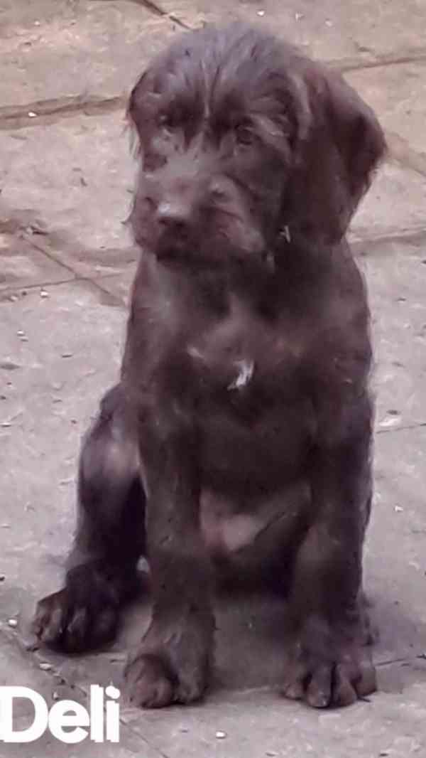 Pudlpointr s PP - FCI - foto 4