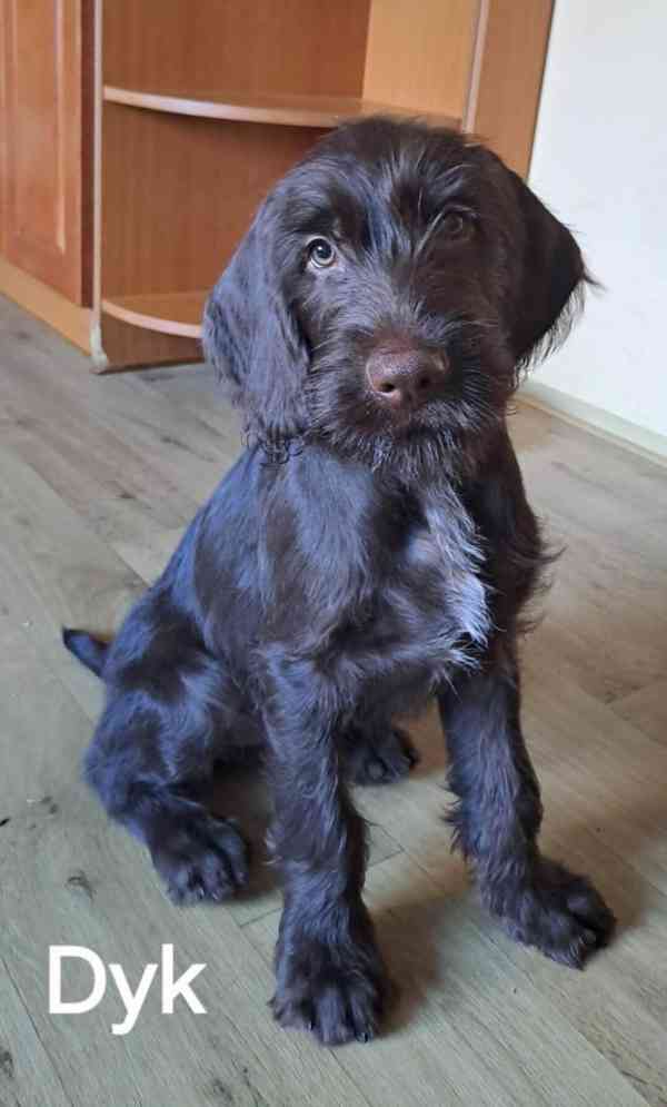 Pudlpointr s PP - FCI - foto 3