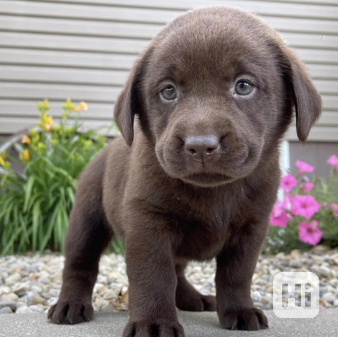 Štěňata labradora - foto 1
