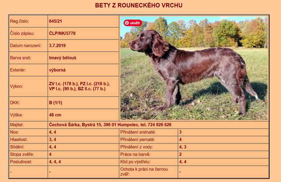 Německý křepelák, štěně s PP - foto 7