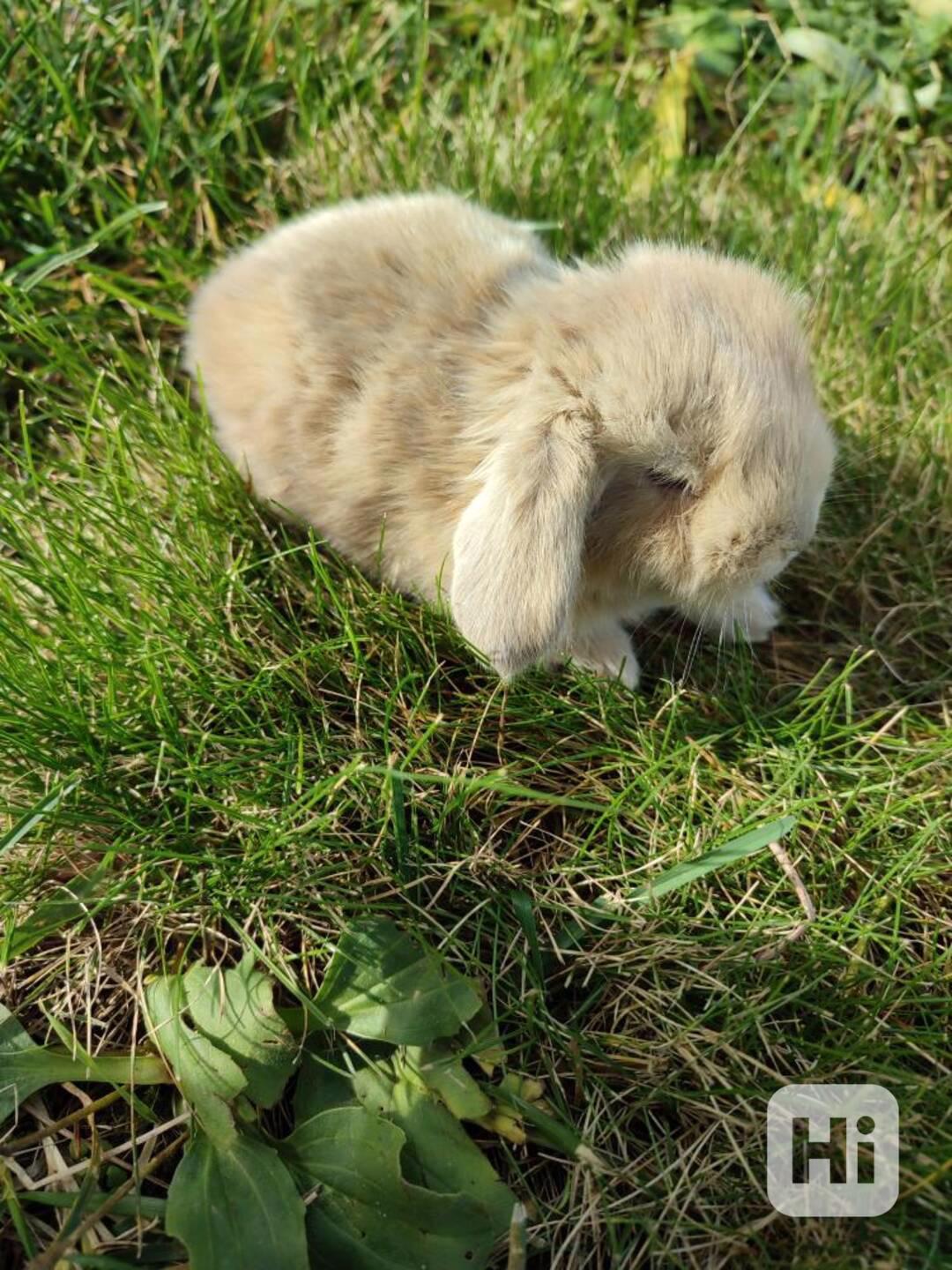 Zakrslý králíček beránek - foto 1