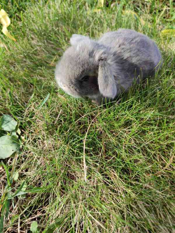 Zakrslý králíček beránek - foto 5