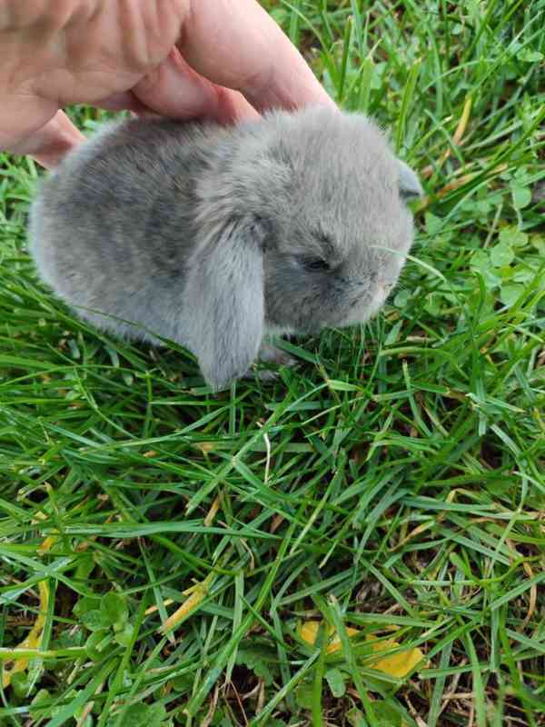 Zakrslý králíček beránek - foto 6