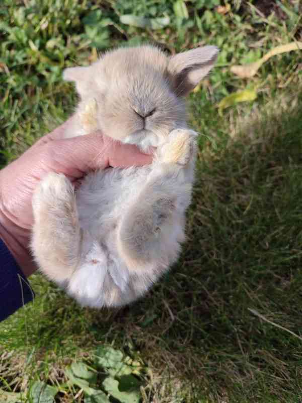 Zakrslý králíček beránek - foto 2