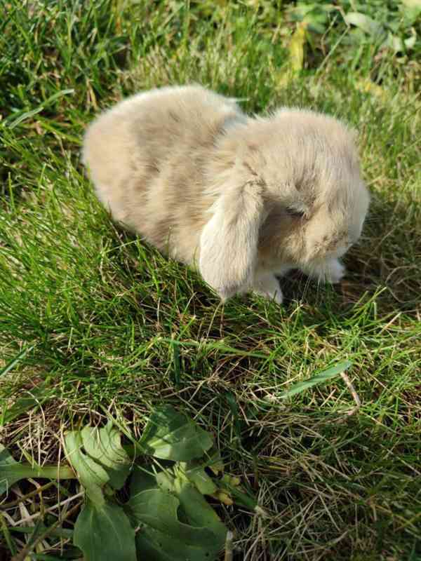 Zakrslý králíček beránek - foto 1