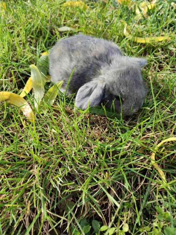 Zakrslý králíček beránek - foto 3