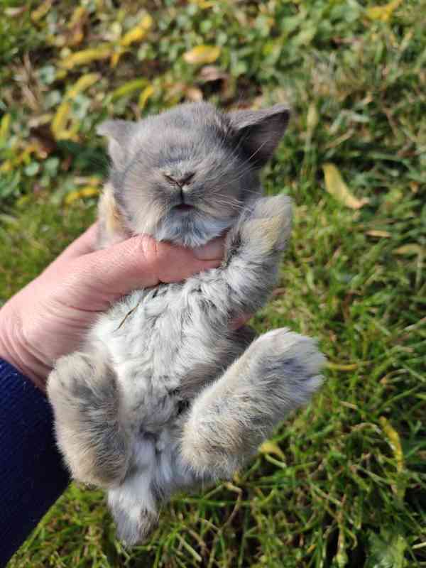 Zakrslý králíček beránek - foto 4