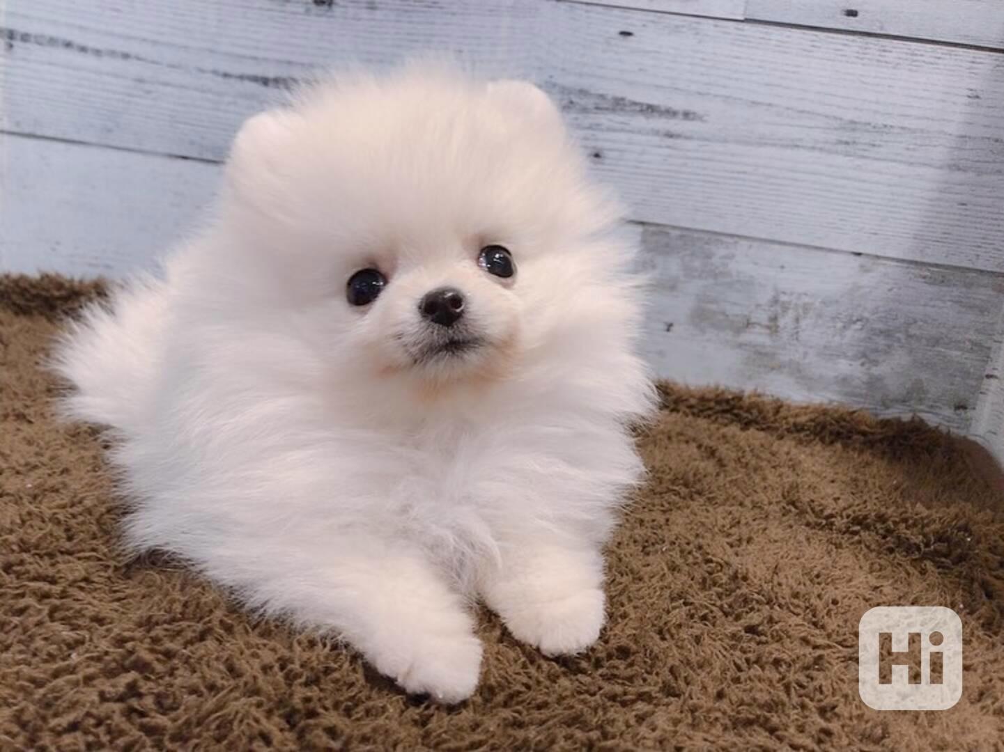 Štěně pomeranského buldoka k adopci - foto 1