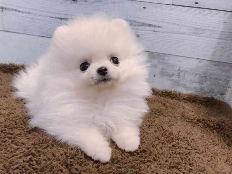 Štěně pomeranského buldoka k adopci - foto 1