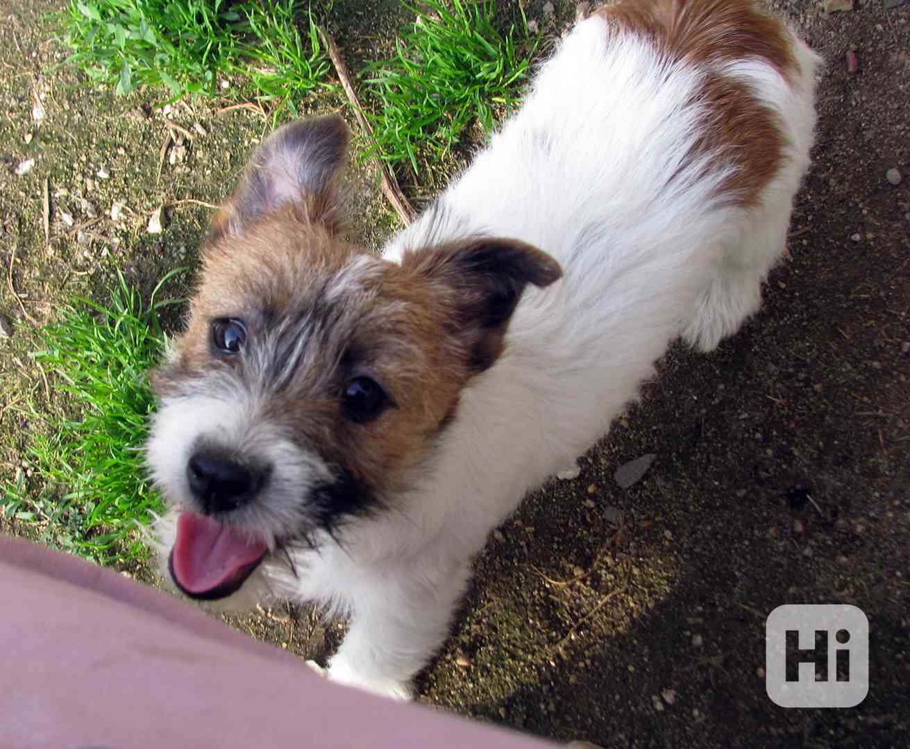 Poslední štěně - fenka Jack Russell teriéra s PP k odběru - foto 1