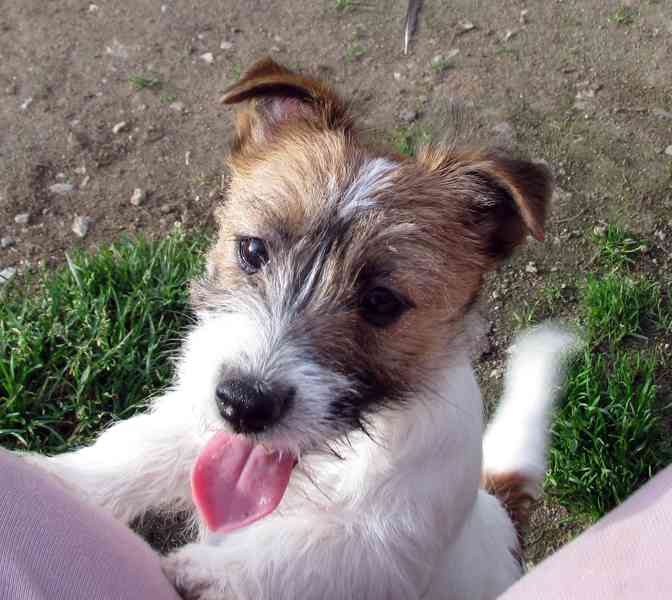 Poslední štěně - fenka Jack Russell teriéra s PP k odběru - foto 8
