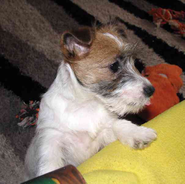 Poslední štěně - fenka Jack Russell teriéra s PP k odběru - foto 16