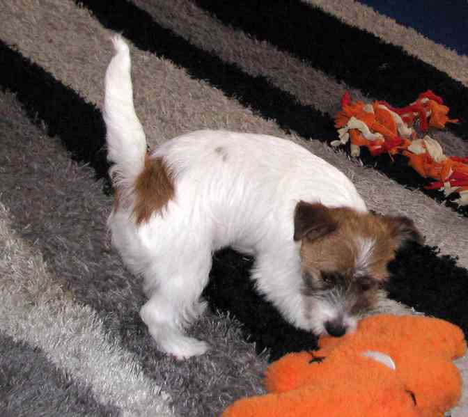 Poslední štěně - fenka Jack Russell teriéra s PP k odběru - foto 17