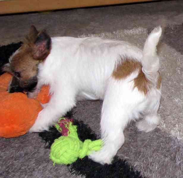 Poslední štěně - fenka Jack Russell teriéra s PP k odběru - foto 14