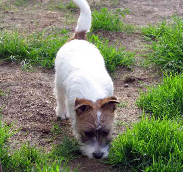 Poslední štěně - fenka Jack Russell teriéra s PP k odběru - foto 5