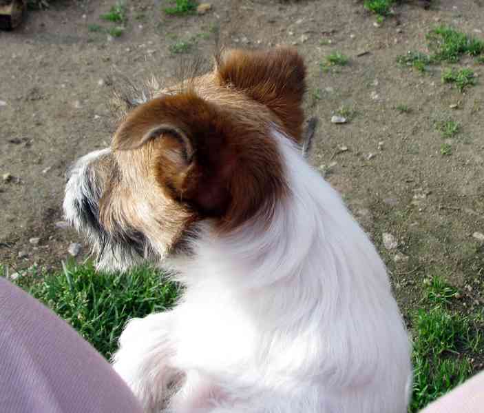 Poslední štěně - fenka Jack Russell teriéra s PP k odběru - foto 9