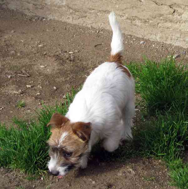 Poslední štěně - fenka Jack Russell teriéra s PP k odběru - foto 6