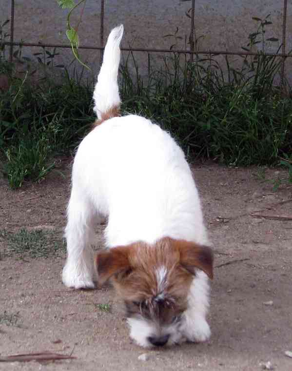 Poslední štěně - fenka Jack Russell teriéra s PP k odběru - foto 11