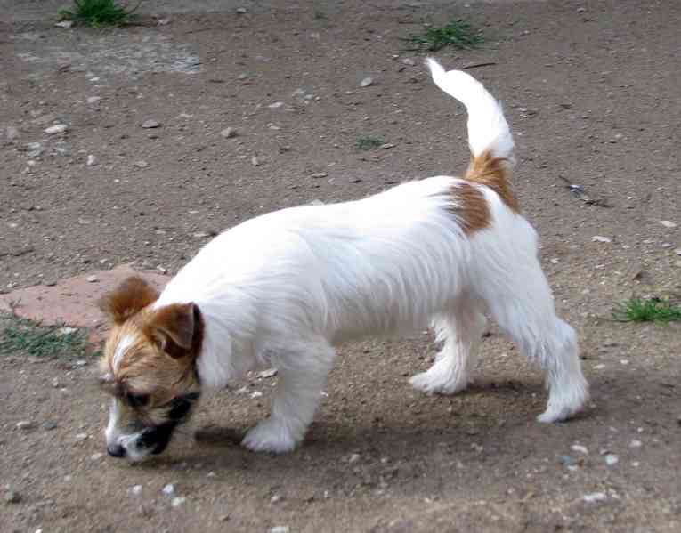 Poslední štěně - fenka Jack Russell teriéra s PP k odběru - foto 7