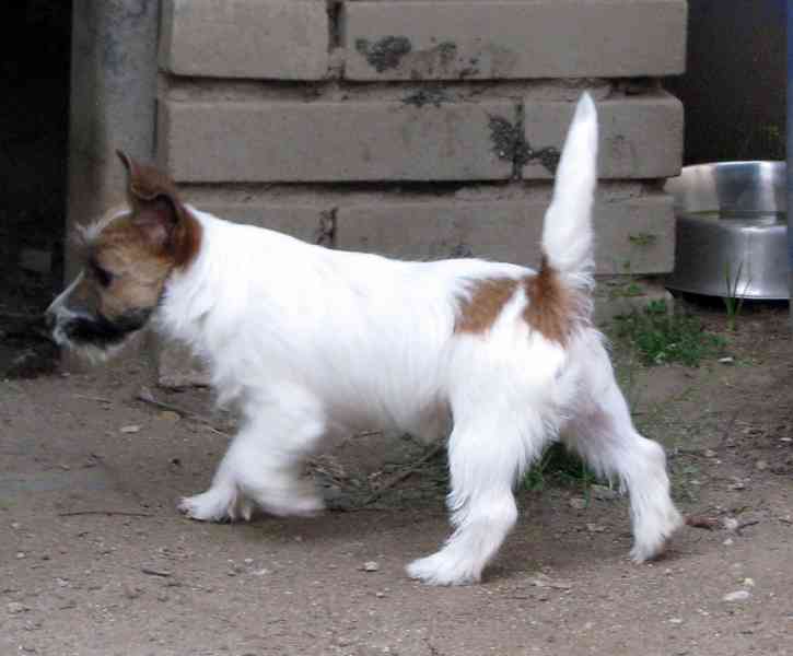 Poslední štěně - fenka Jack Russell teriéra s PP k odběru - foto 4