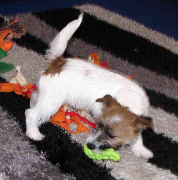 Poslední štěně - fenka Jack Russell teriéra s PP k odběru - foto 13