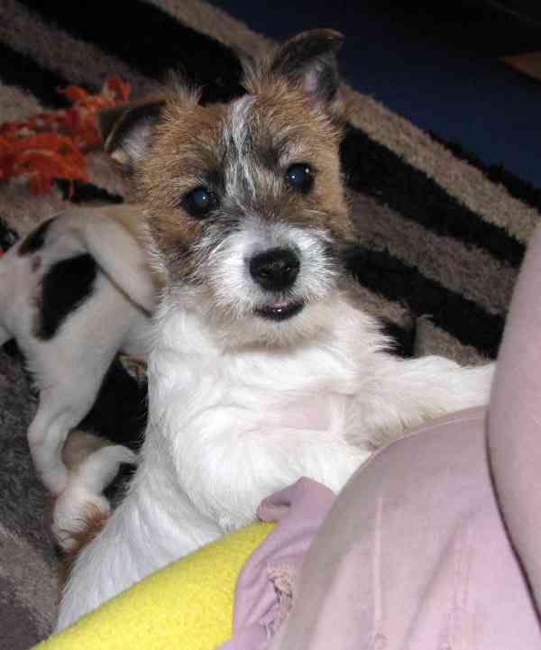 Poslední štěně - fenka Jack Russell teriéra s PP k odběru - foto 12
