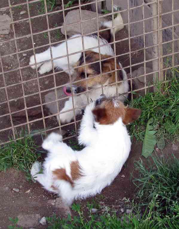 Poslední štěně - fenka Jack Russell teriéra s PP k odběru - foto 3