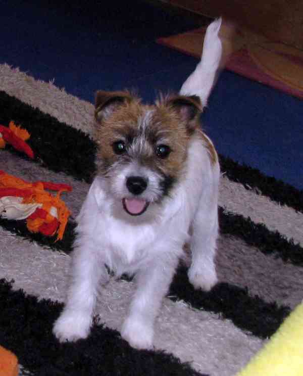 Poslední štěně - fenka Jack Russell teriéra s PP k odběru - foto 15