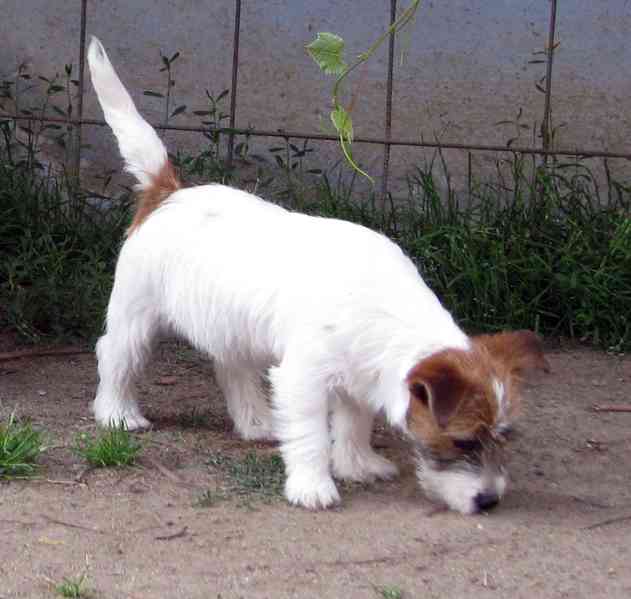 Poslední štěně - fenka Jack Russell teriéra s PP k odběru - foto 10