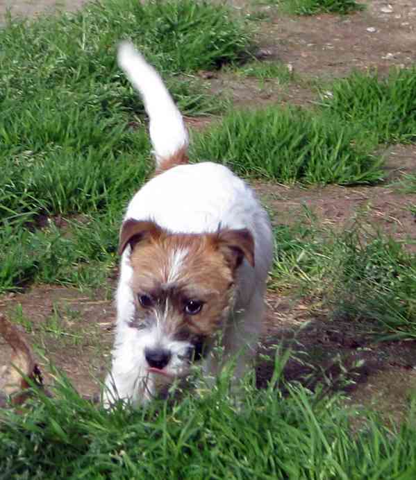 Poslední štěně - fenka Jack Russell teriéra s PP k odběru - foto 2