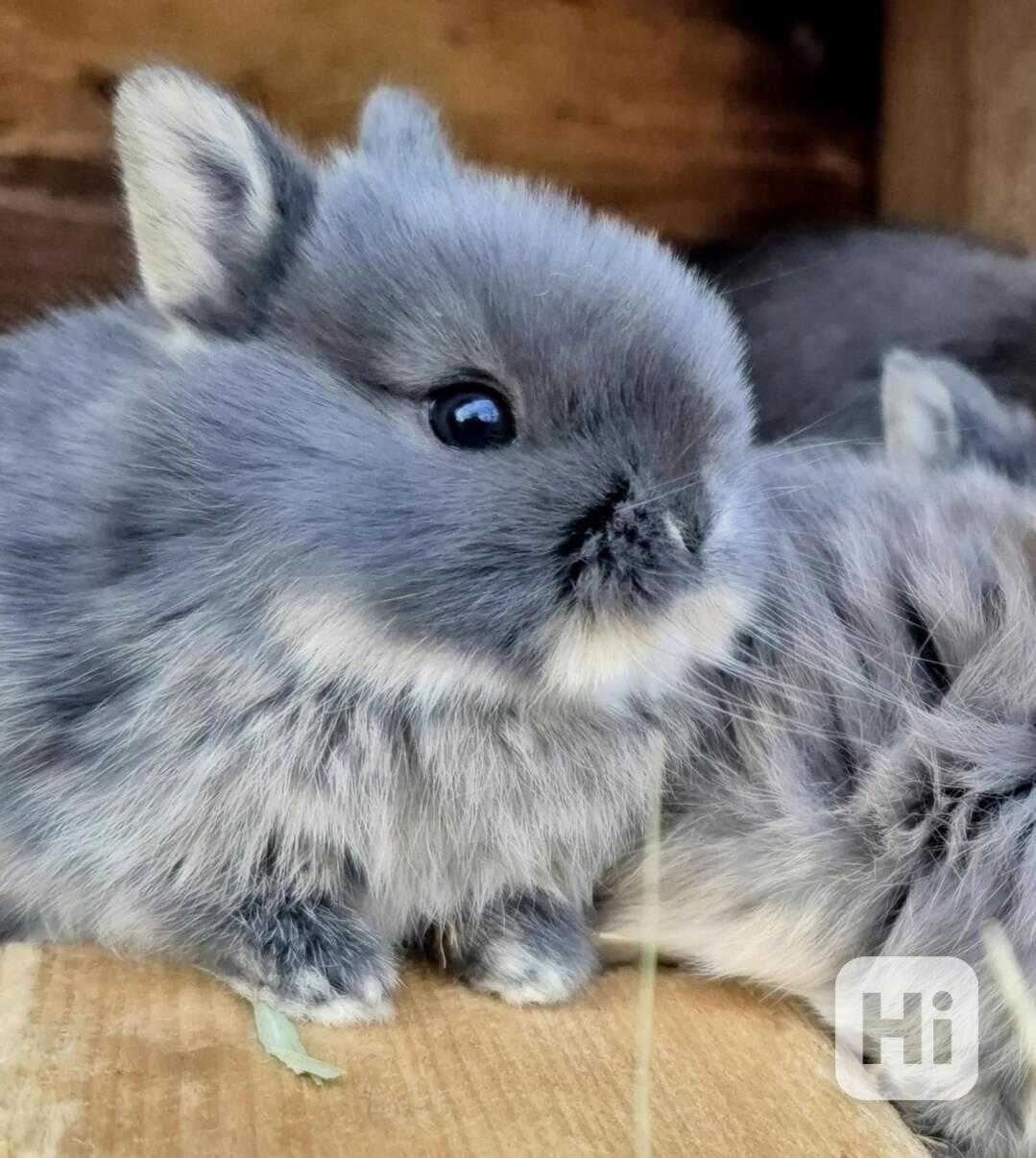 Zakrslý bilopesíkatý králiček - foto 1