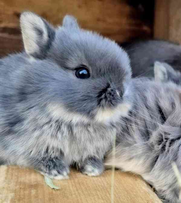 Zakrslý bilopesíkatý králiček - foto 1